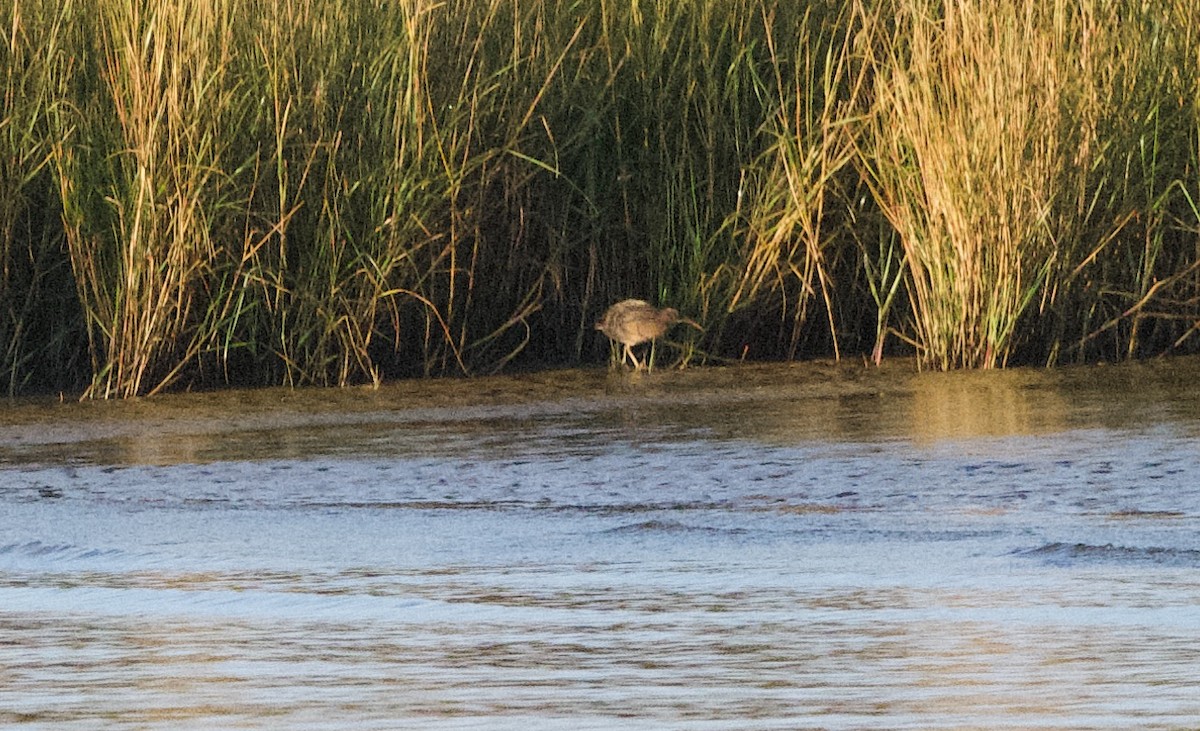 ヒガシオニクイナ（saturatus／scottii） - ML647301020