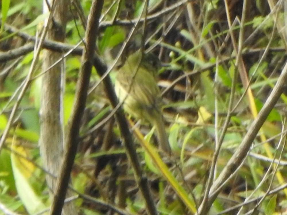 Olive-striped Flycatcher - ML647301022