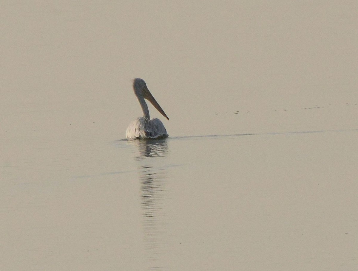 ハイイロペリカン - ML647301023