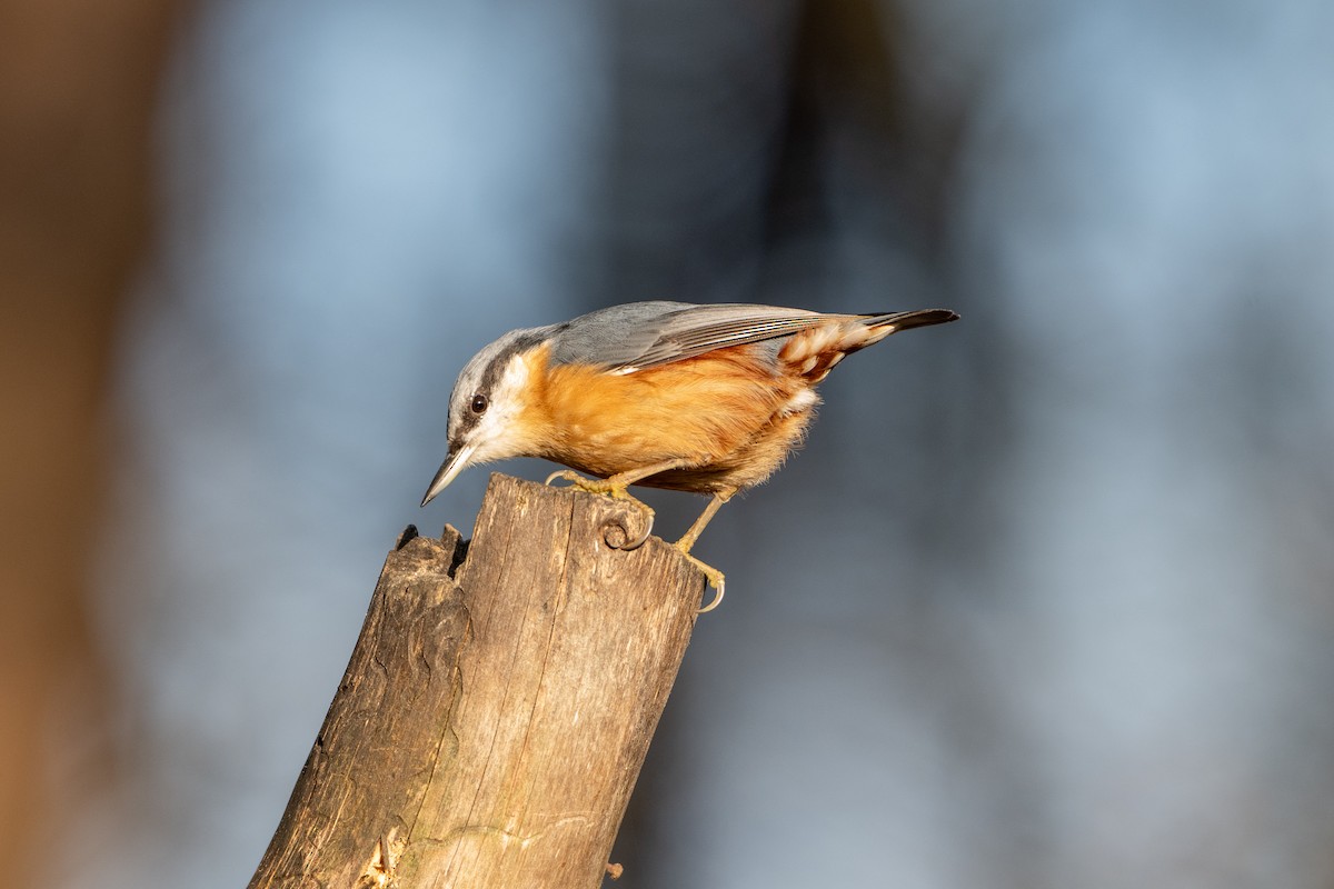 ゴジュウカラ - ML647301024