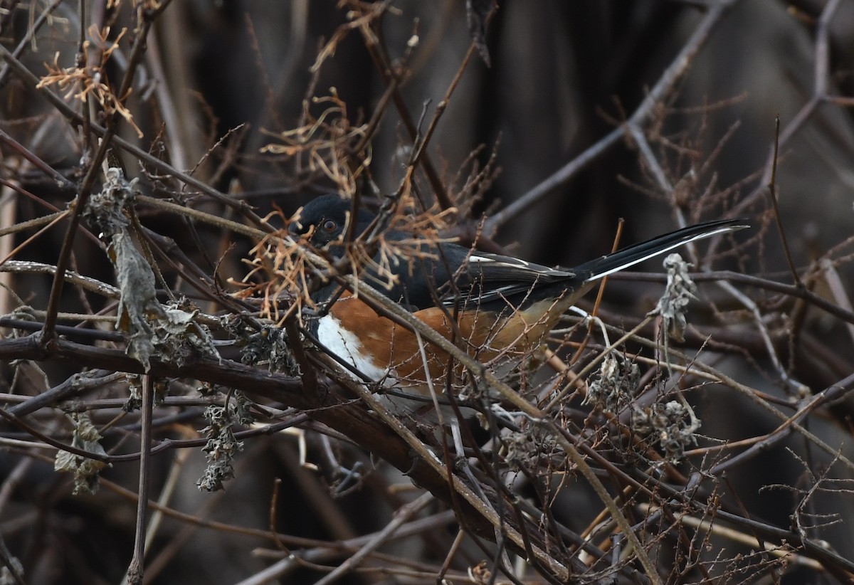 Eastern Towhee - ML647301034