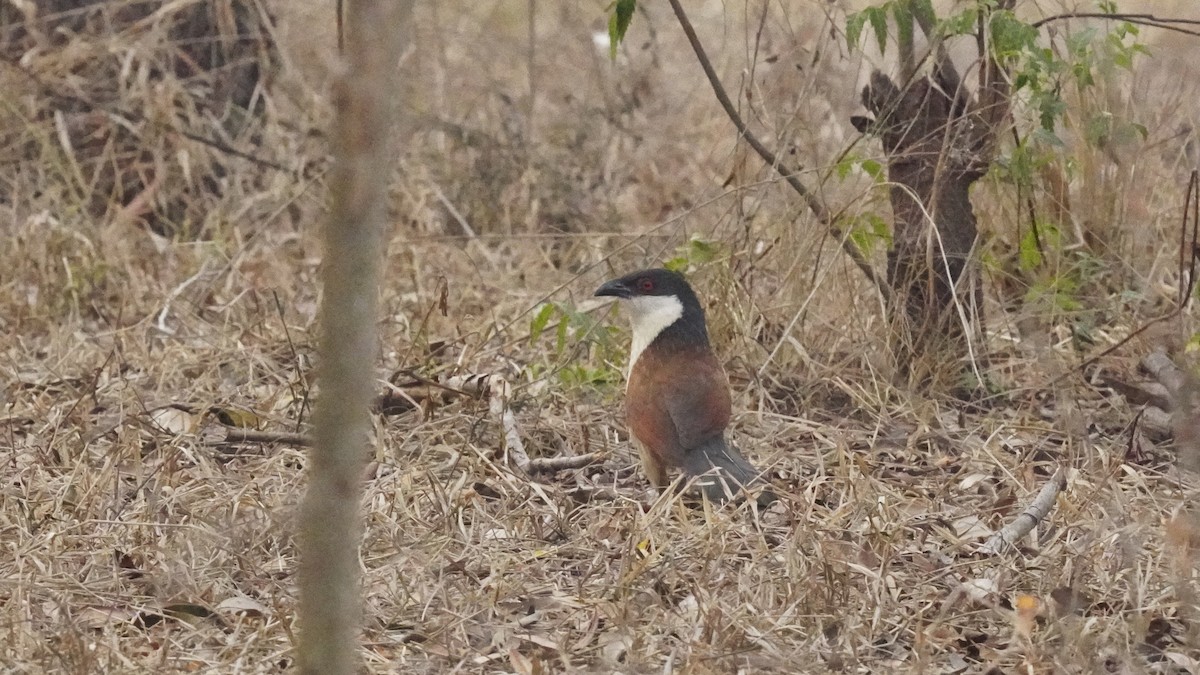 Senegal Coucal - ML647301042
