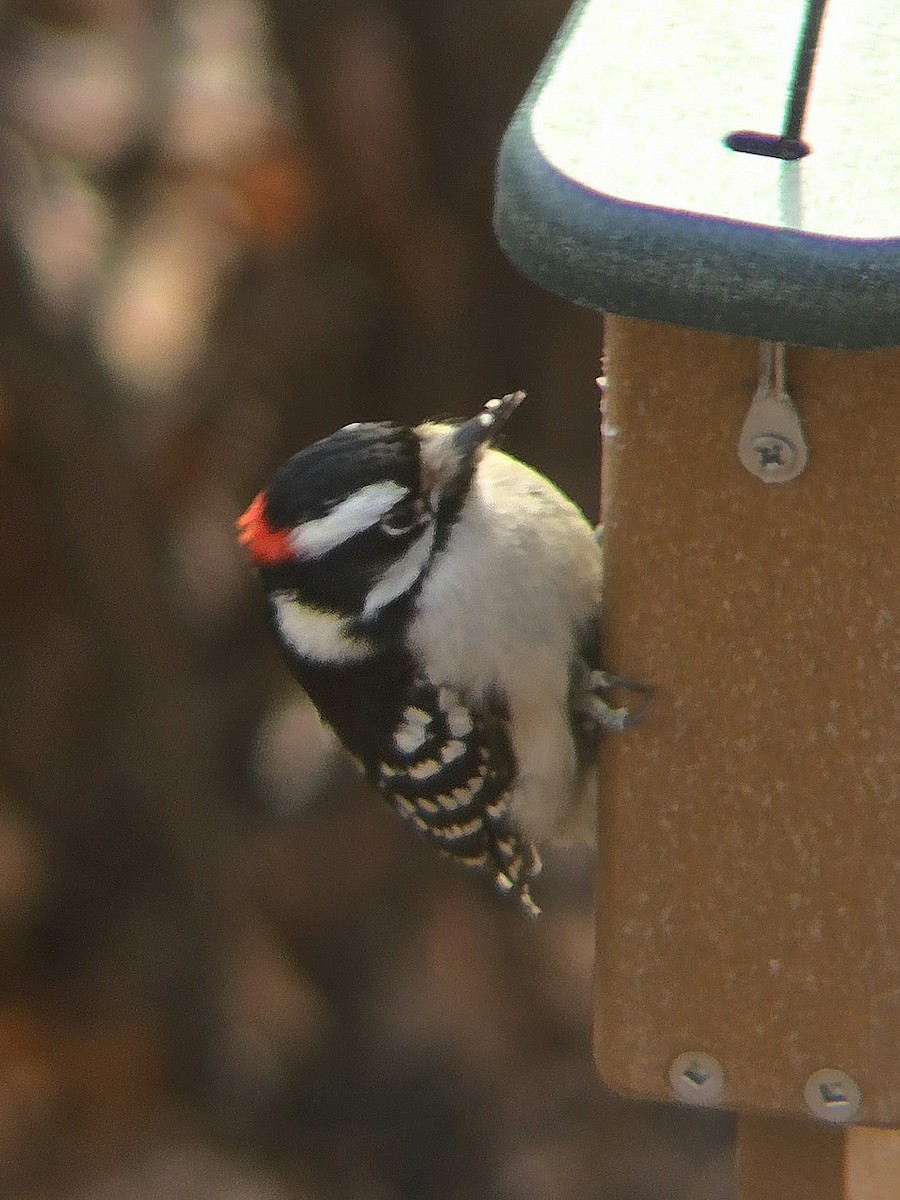 strakapoud osikový - ML647301047