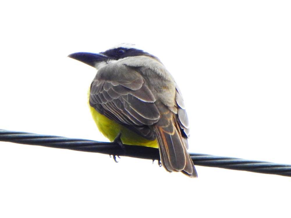 Пітанга-великодзьоб - ML647301049