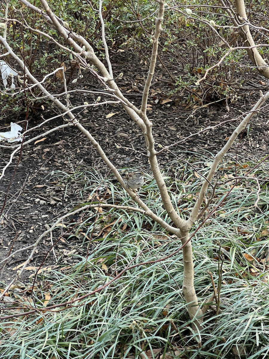 strnadec bělohrdlý - ML647301054