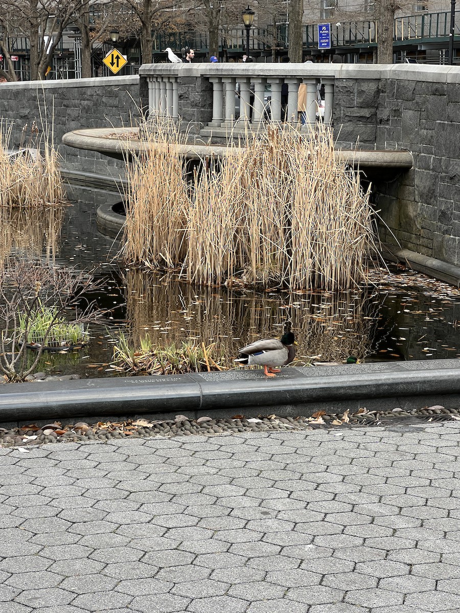 kachna divoká - ML647301062