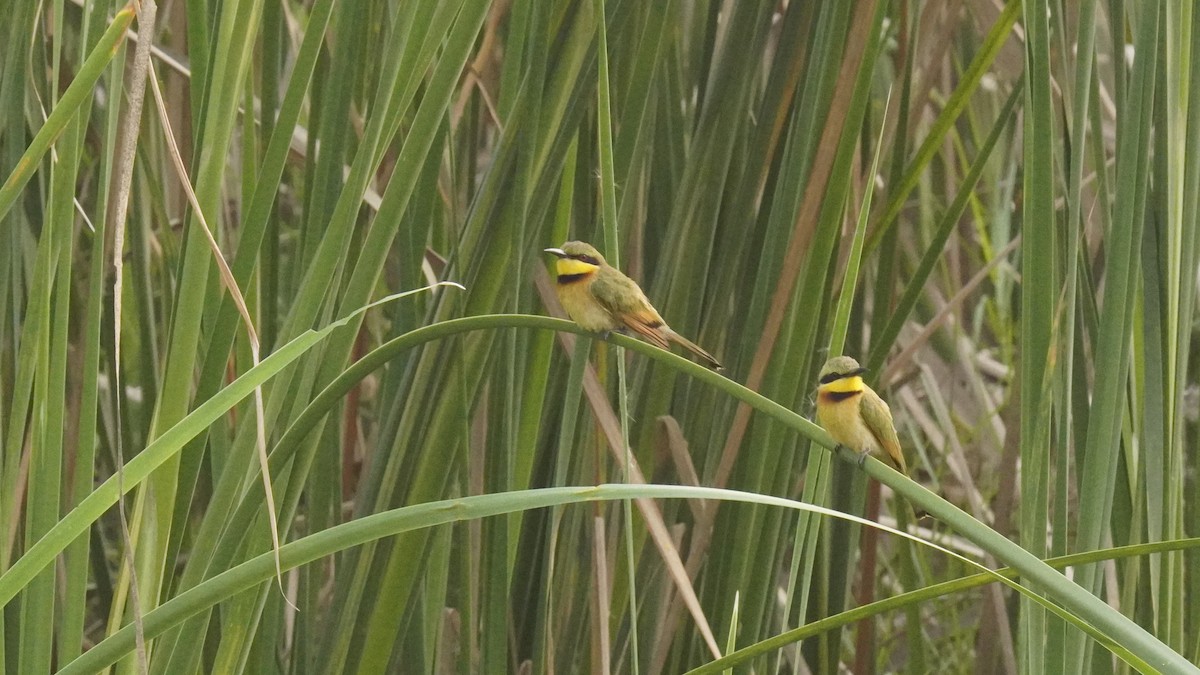 Little Bee-eater - ML647301065