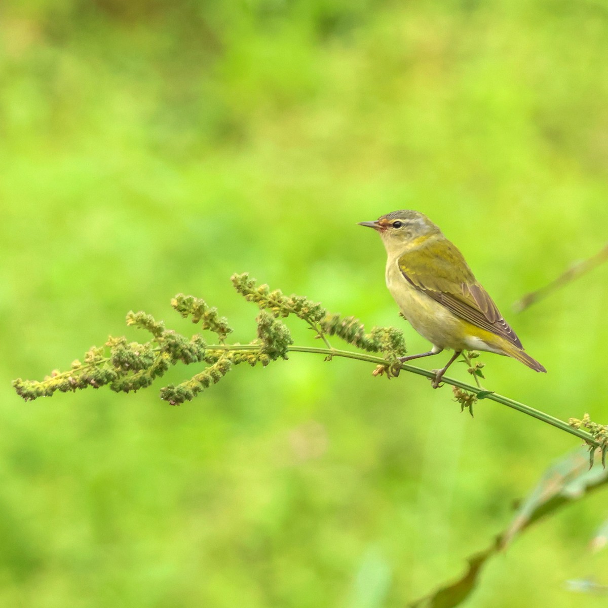 Tennessee Warbler - ML647301084