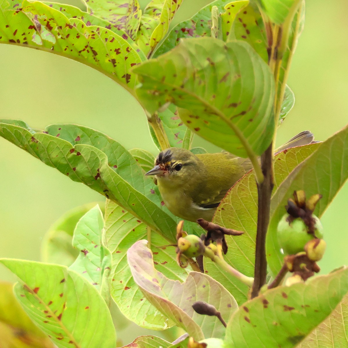 Tennessee Warbler - ML647301085