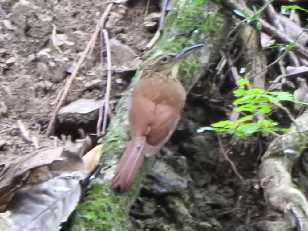 Cocoa Woodcreeper - ML647301086