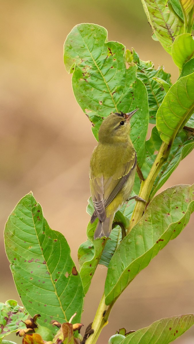 Tennessee Warbler - ML647301087