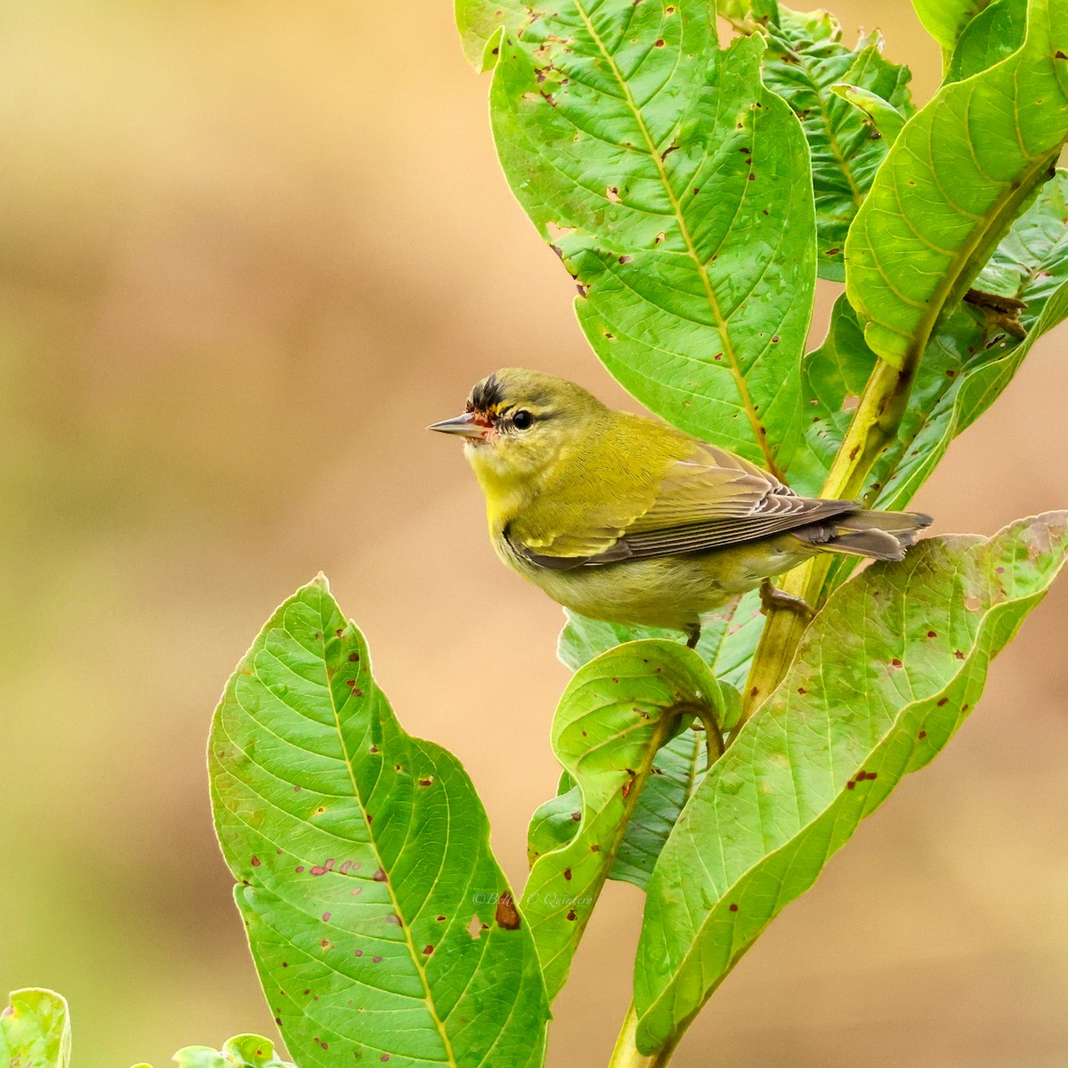 Tennessee Warbler - ML647301088