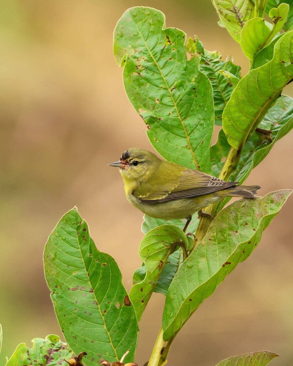 Tennessee Warbler - ML647301089