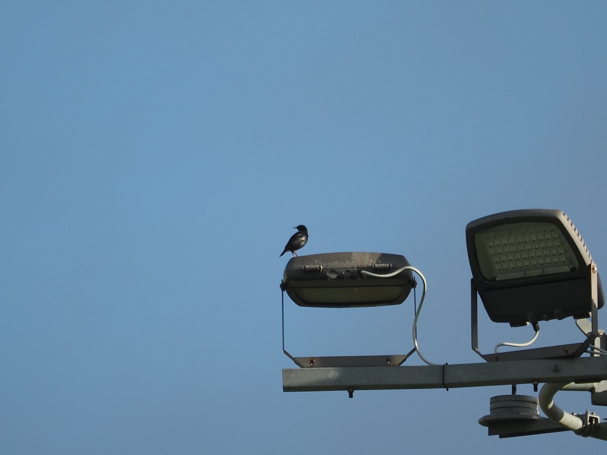 Étourneau unicolore - ML647301091