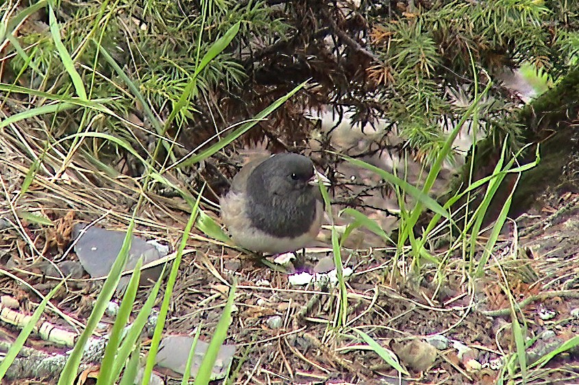 Kara Gözlü Junko - ML647301103