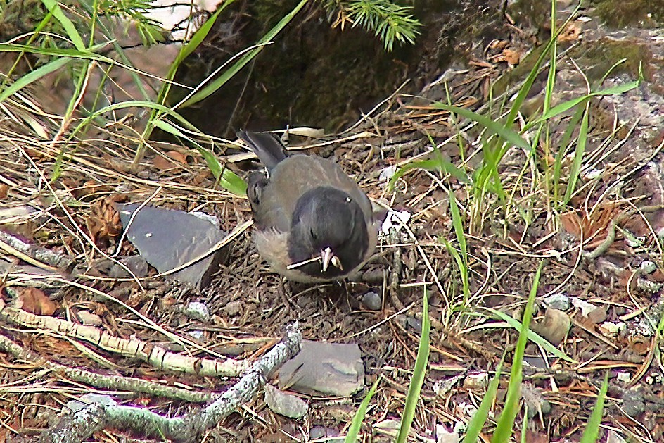 Kara Gözlü Junko - ML647301104