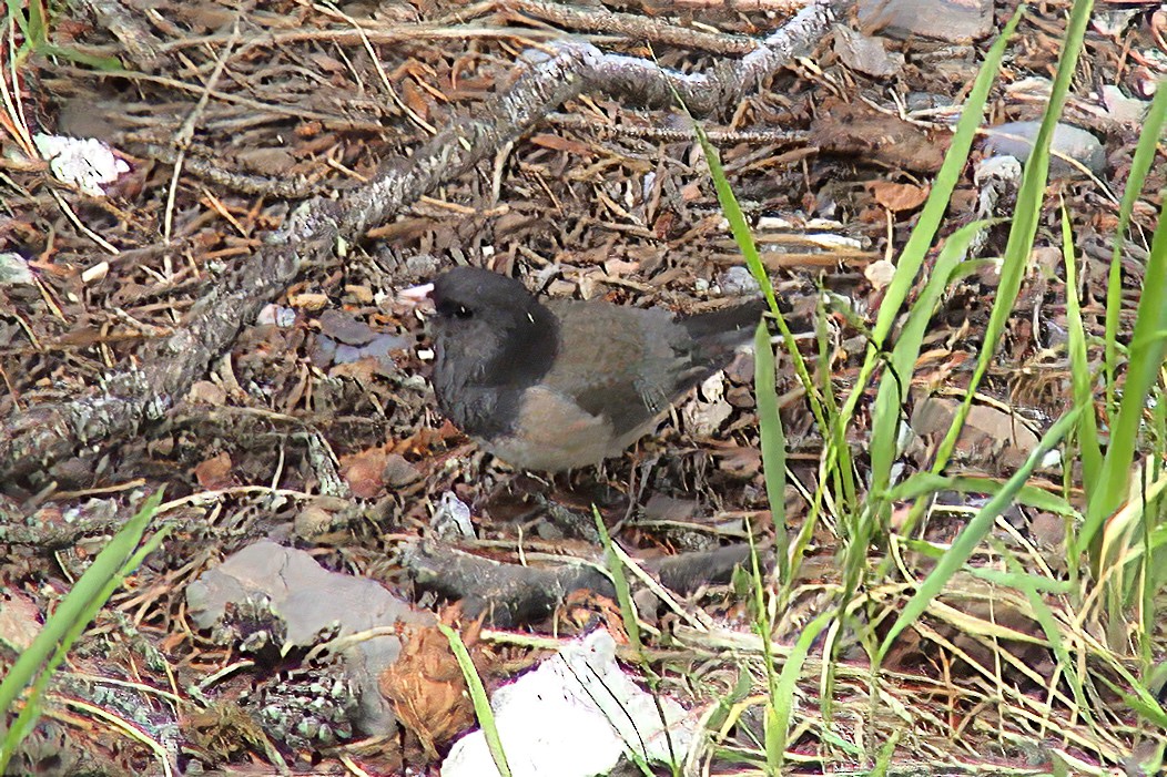 Kara Gözlü Junko - ML647301105