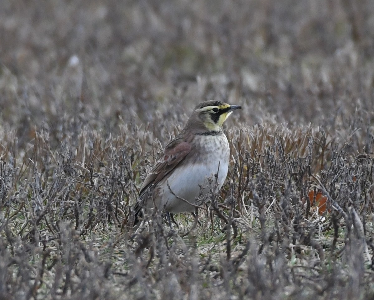 Horned Lark - ML647301110