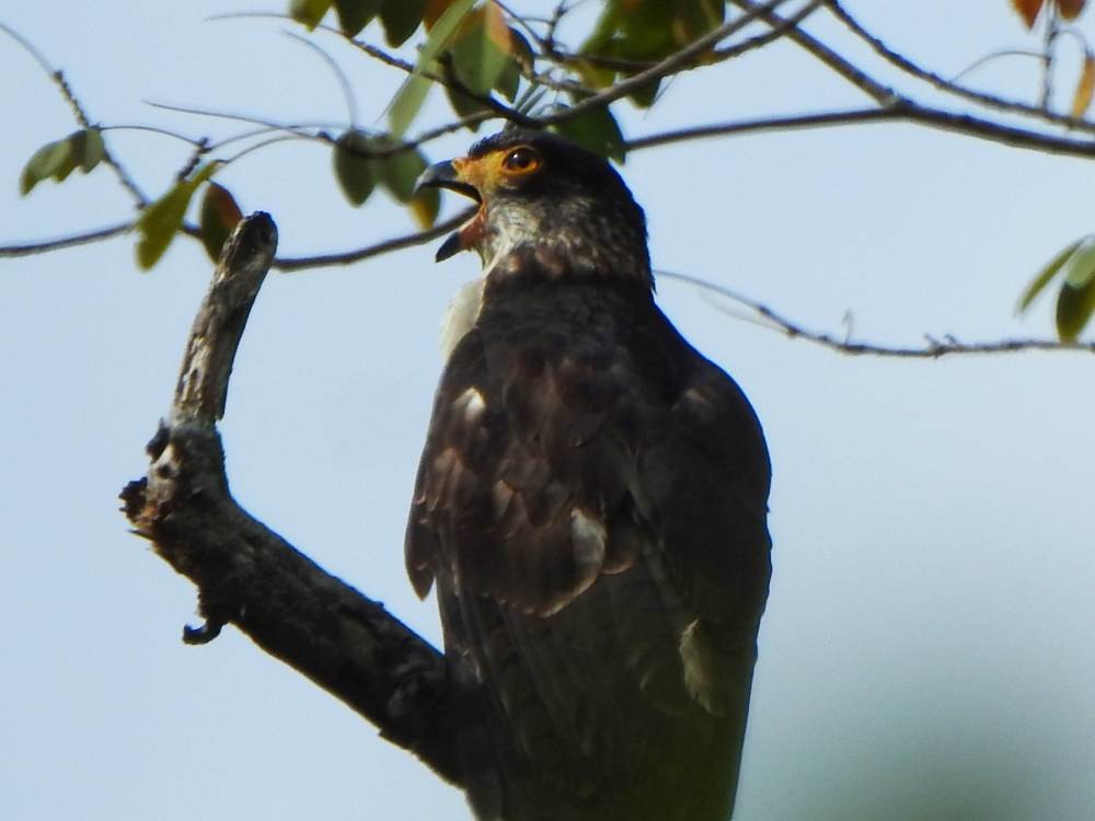 Gray-headed Kite - ML647301125