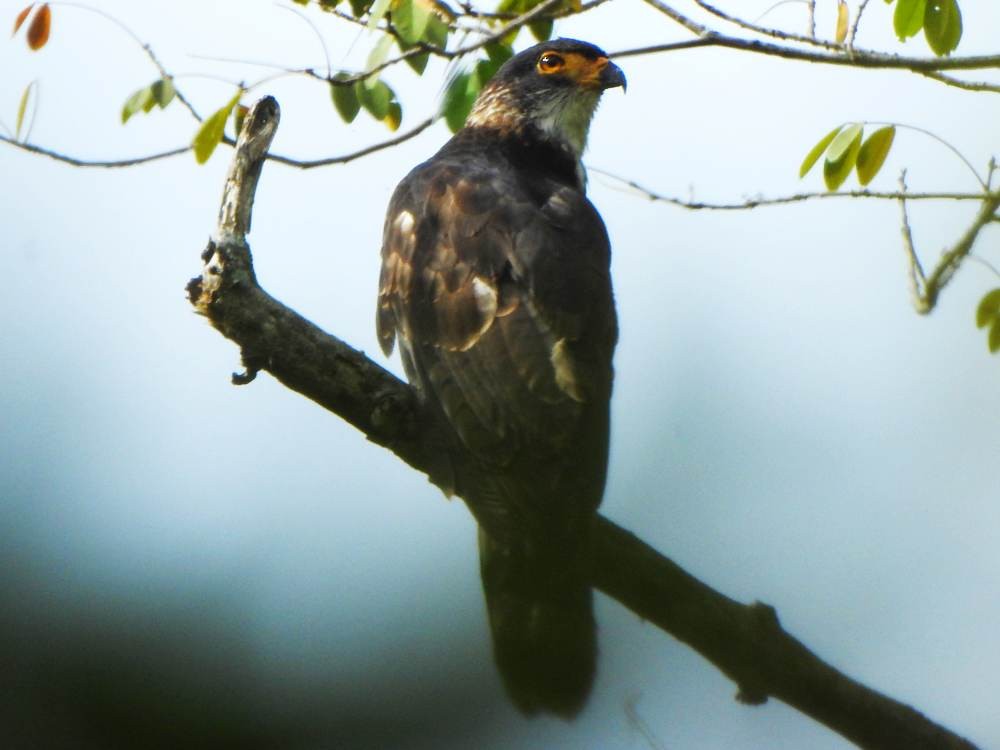 Gray-headed Kite - ML647301126