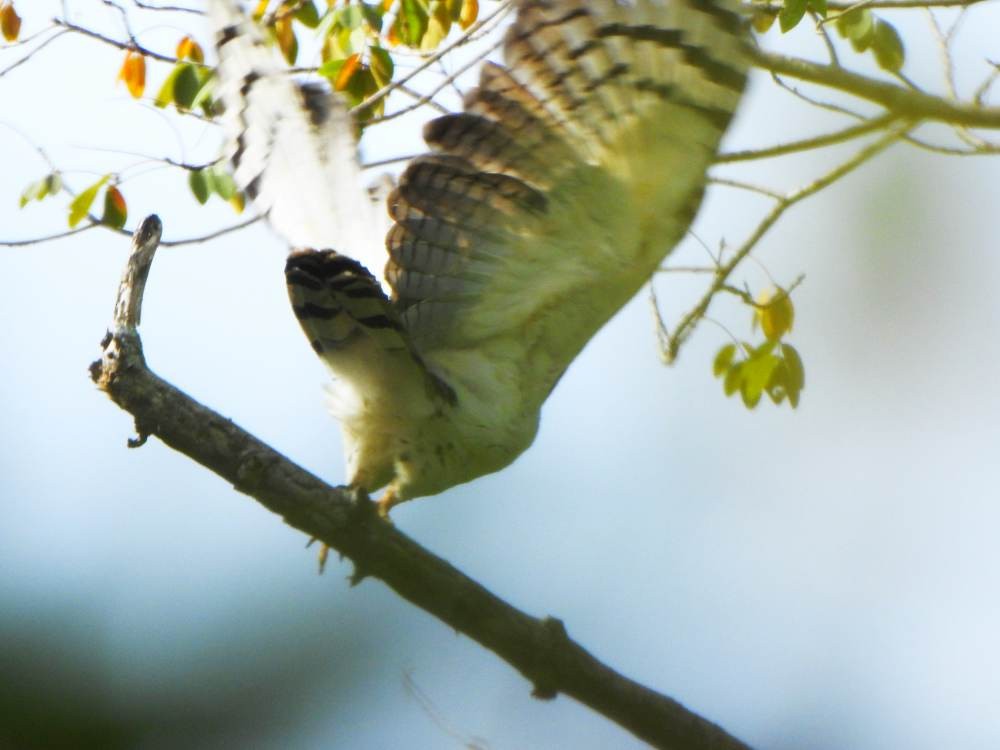 Gray-headed Kite - ML647301127