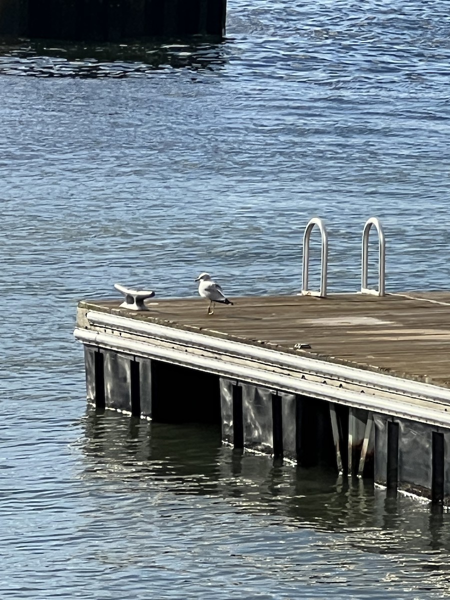 racek kroužkozobý - ML647301133