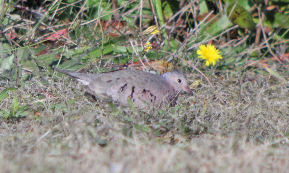 Common Ground Dove - ML647301135