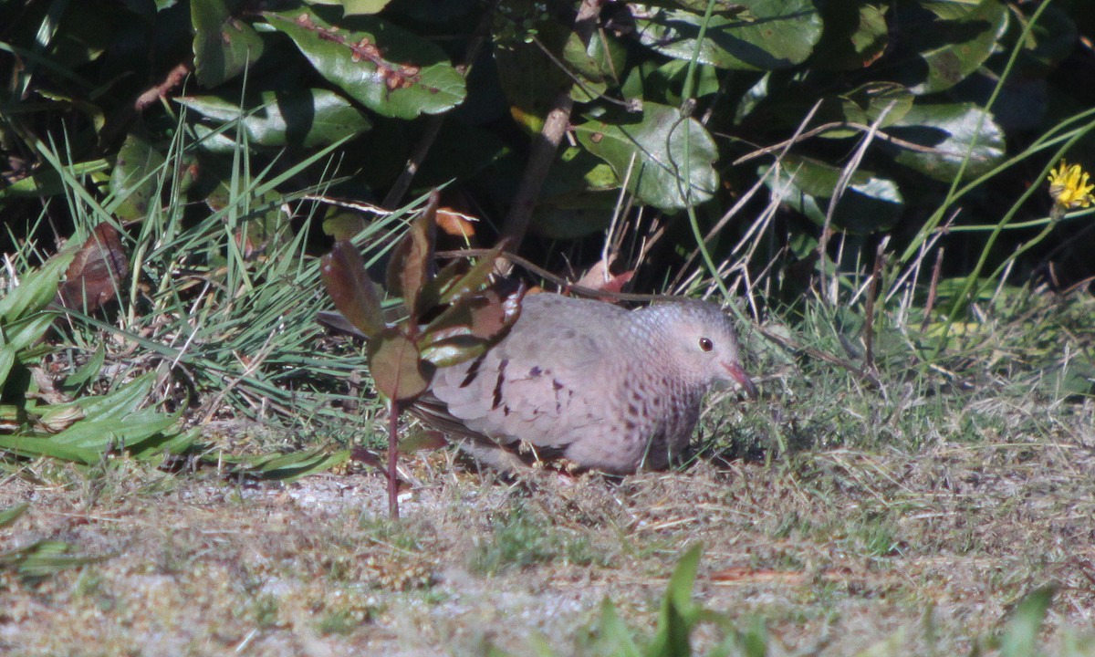 Common Ground Dove - ML647301136