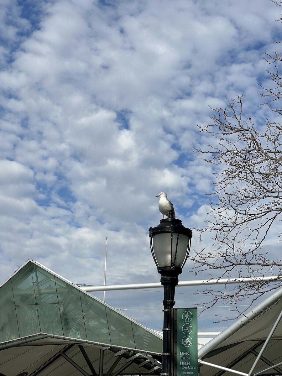 Ring-billed Gull - ML647301137