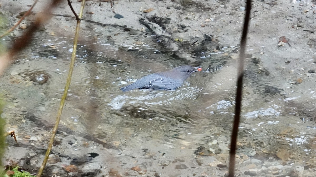 American Dipper - ML647301138