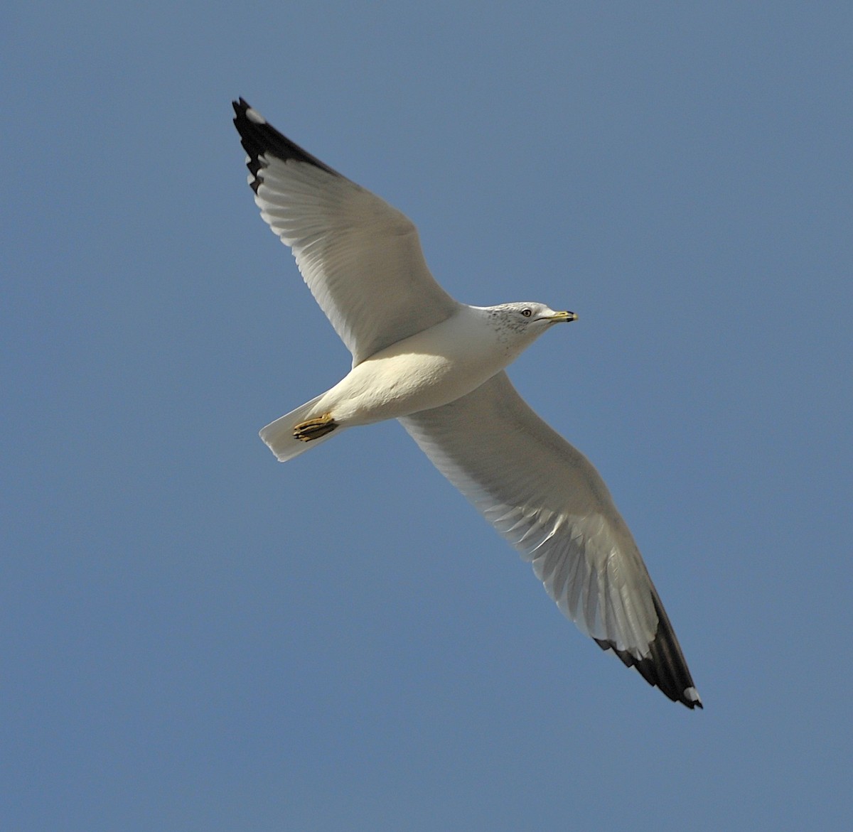 Ring-billed Gull - ML647301139