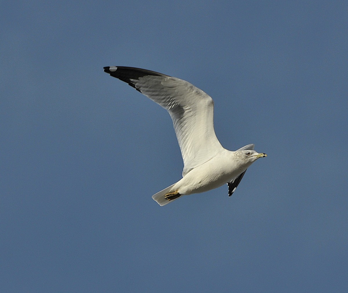 Ring-billed Gull - ML647301140