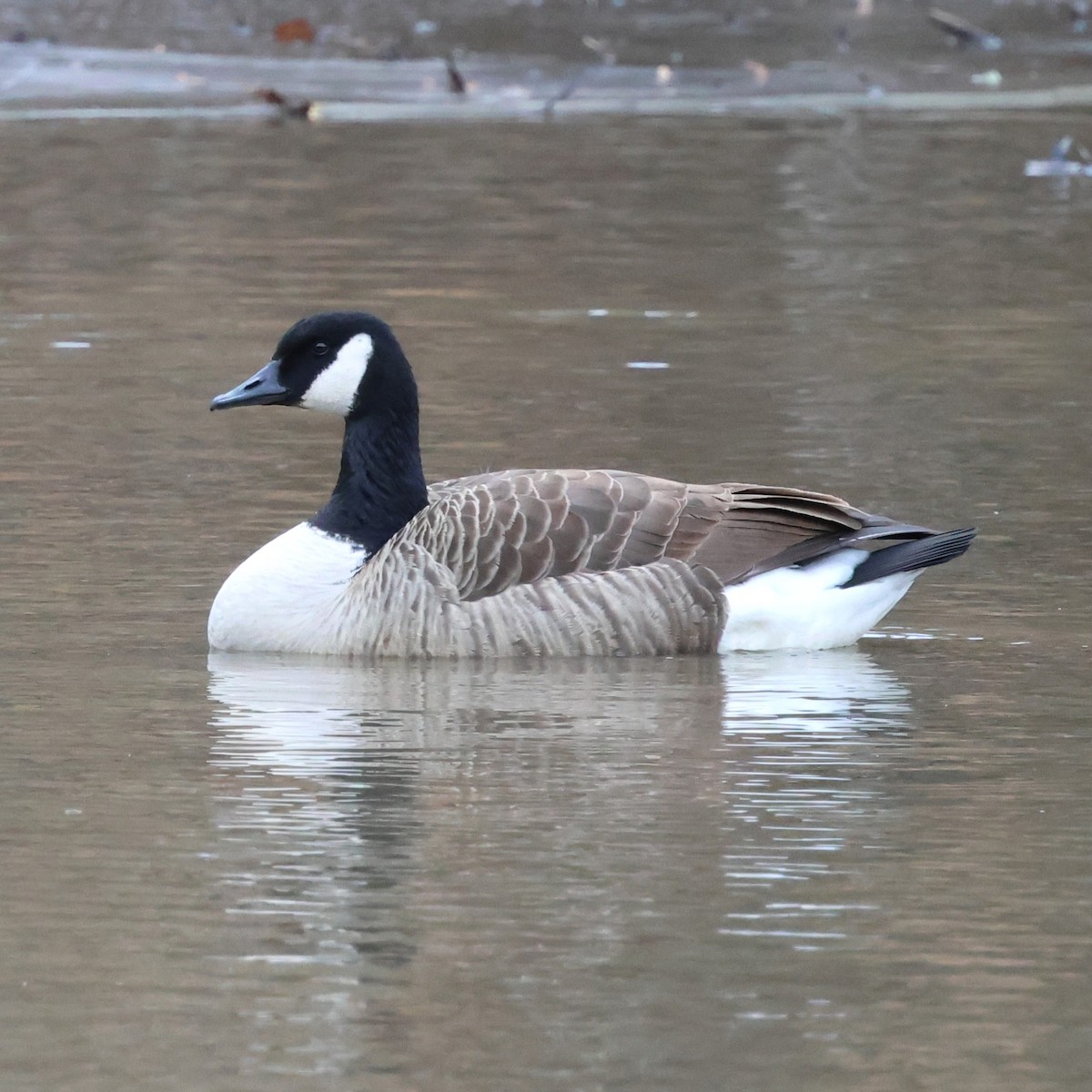 Canada Goose - ML647301141