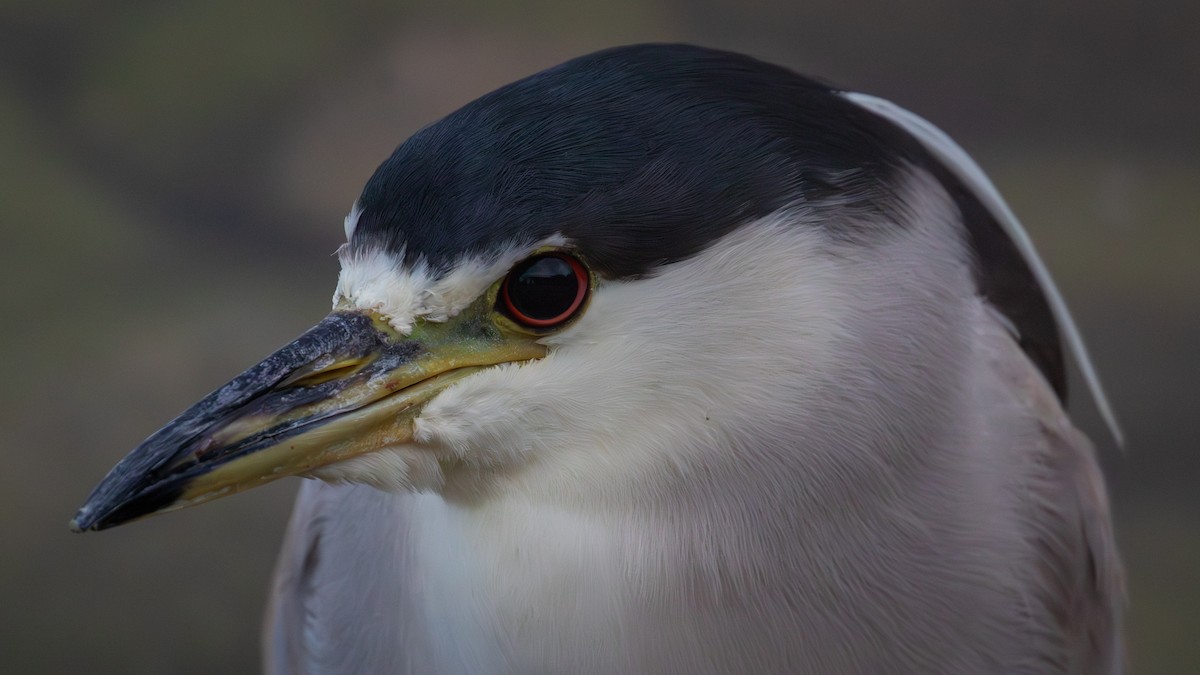 Black-crowned Night Heron - ML647301142