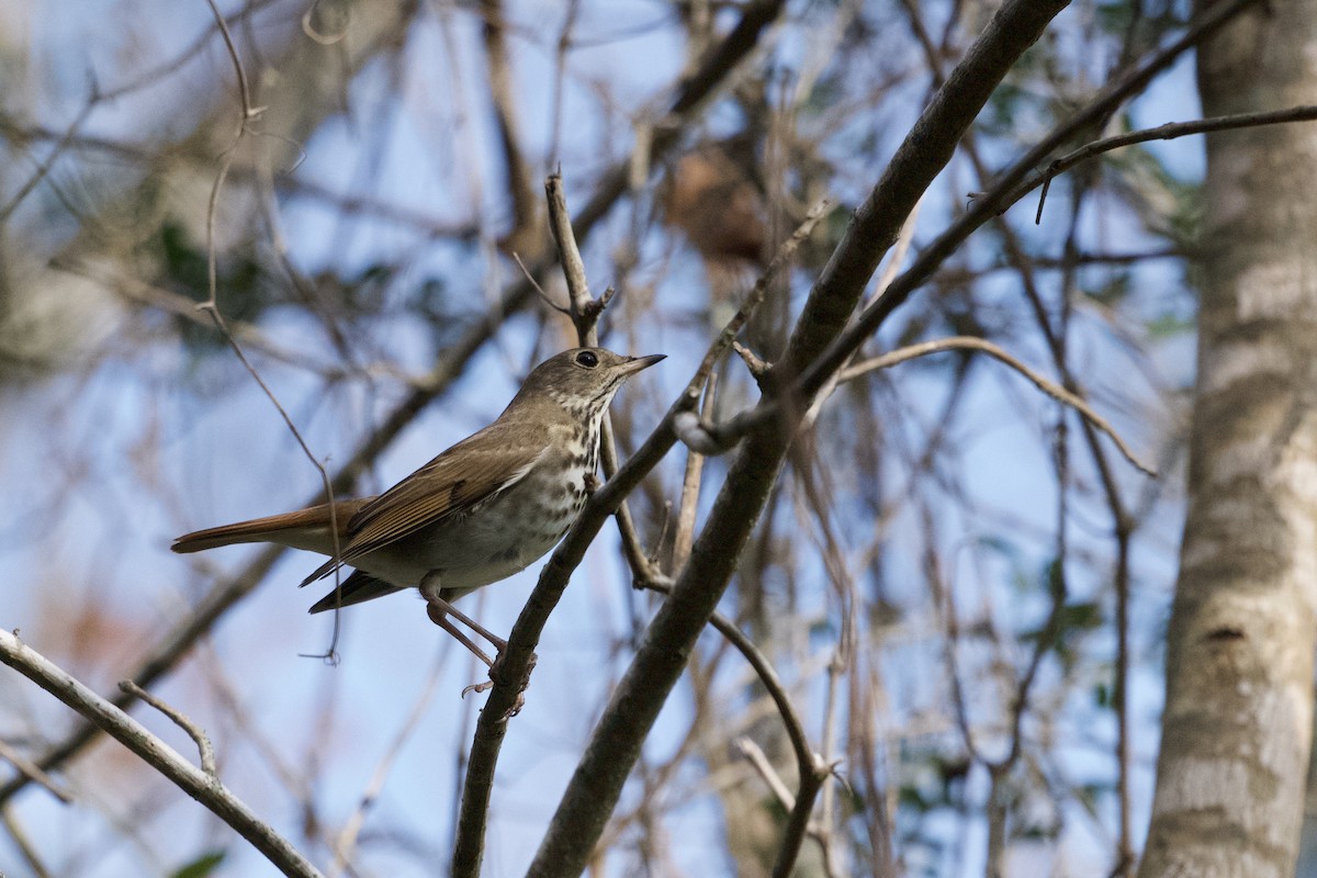 Hermit Thrush - ML647301143