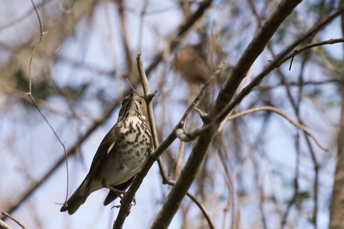 Hermit Thrush - ML647301144