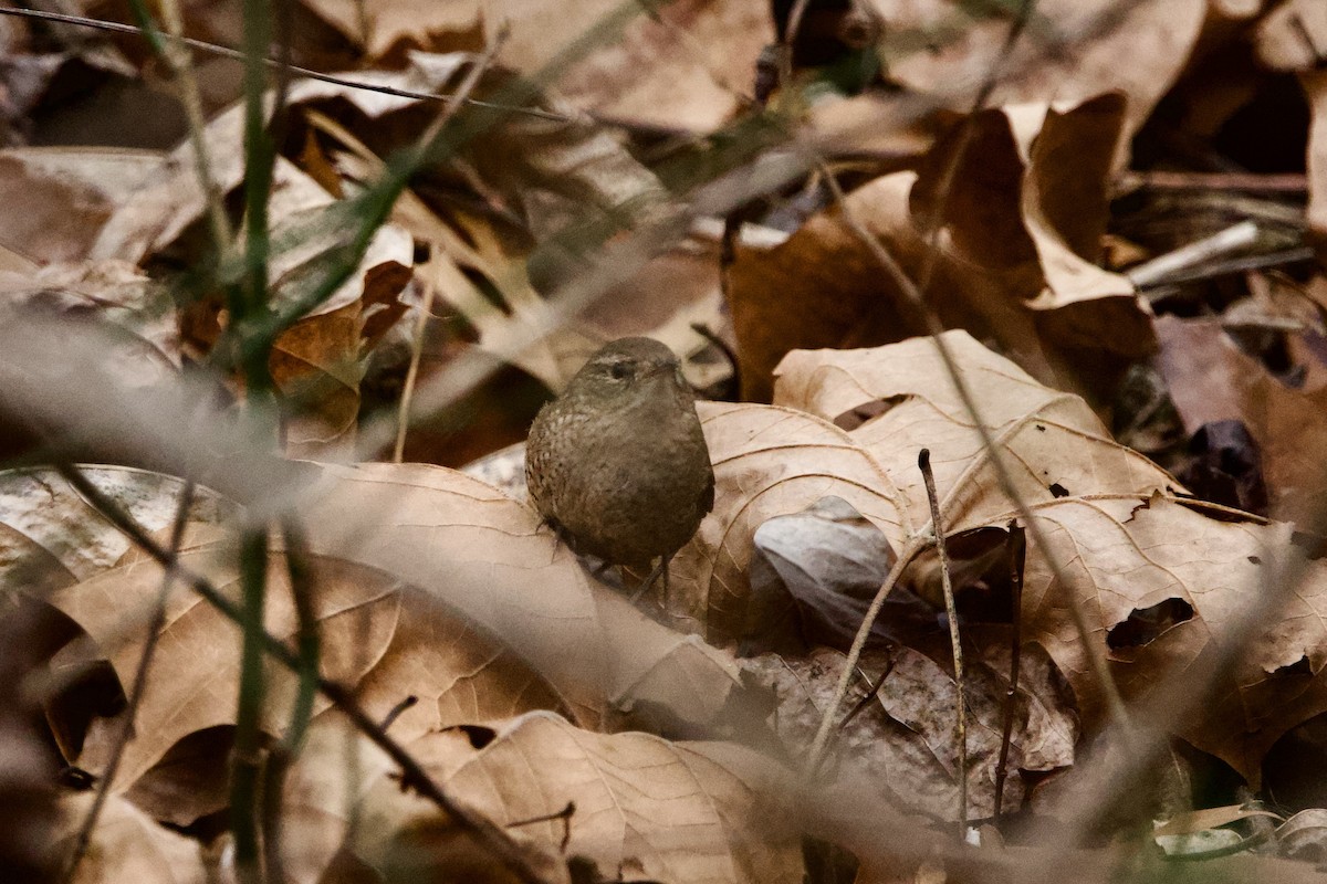 Winter Wren - ML647301145