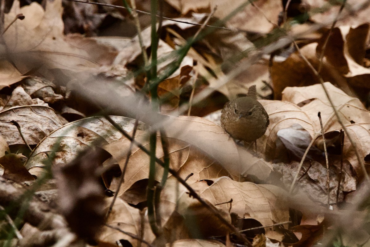 Winter Wren - ML647301147