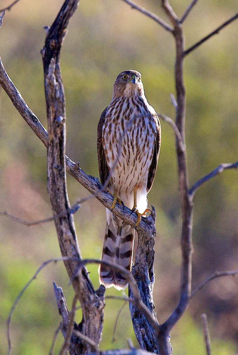 Cooper's Hawk - ML647301150