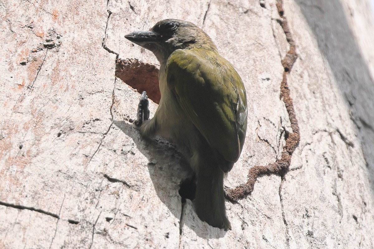 Green Barbet - ML647301151