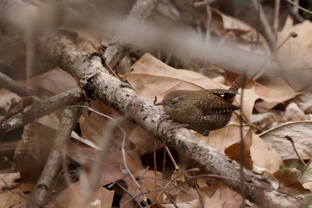 Winter Wren - ML647301152