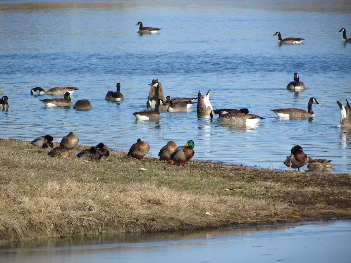 Mallard - ML647301153