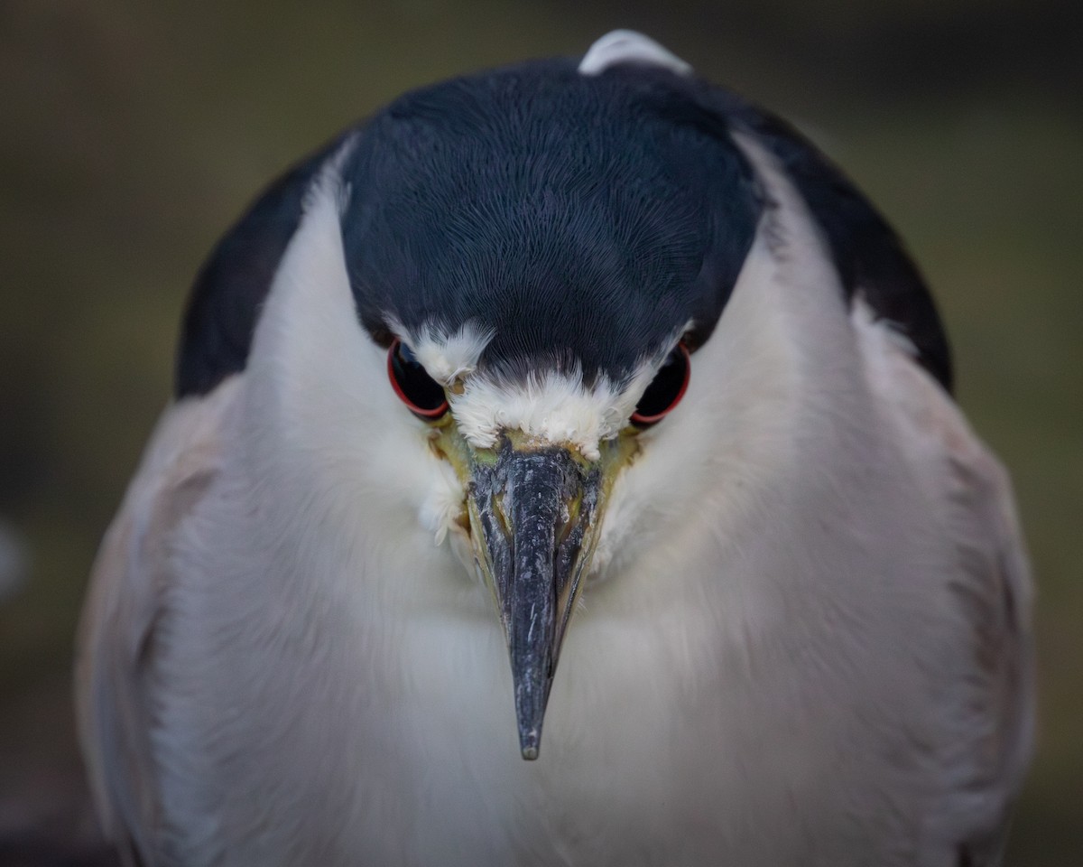Black-crowned Night Heron - ML647301154