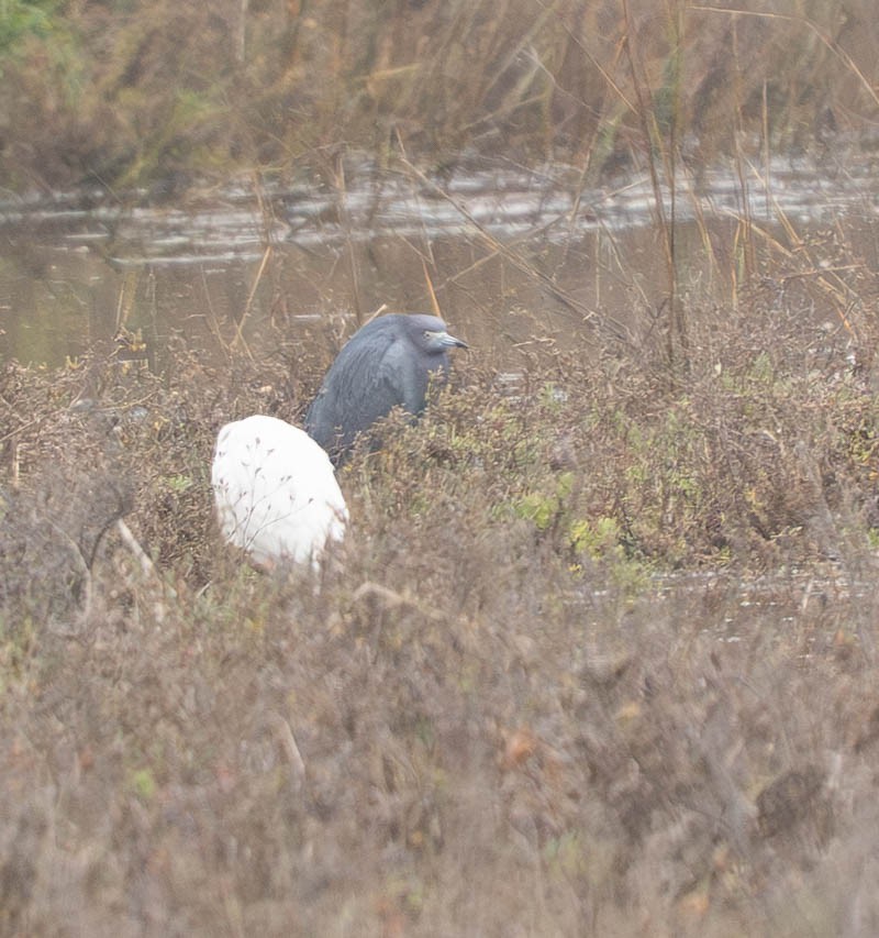 Little Blue Heron - ML647301157