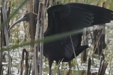 Glossy Ibis - ML647301158