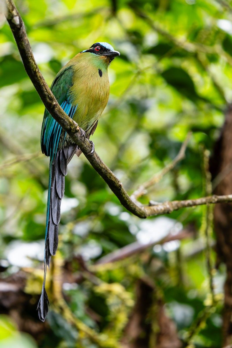 Andean Motmot - ML647301159