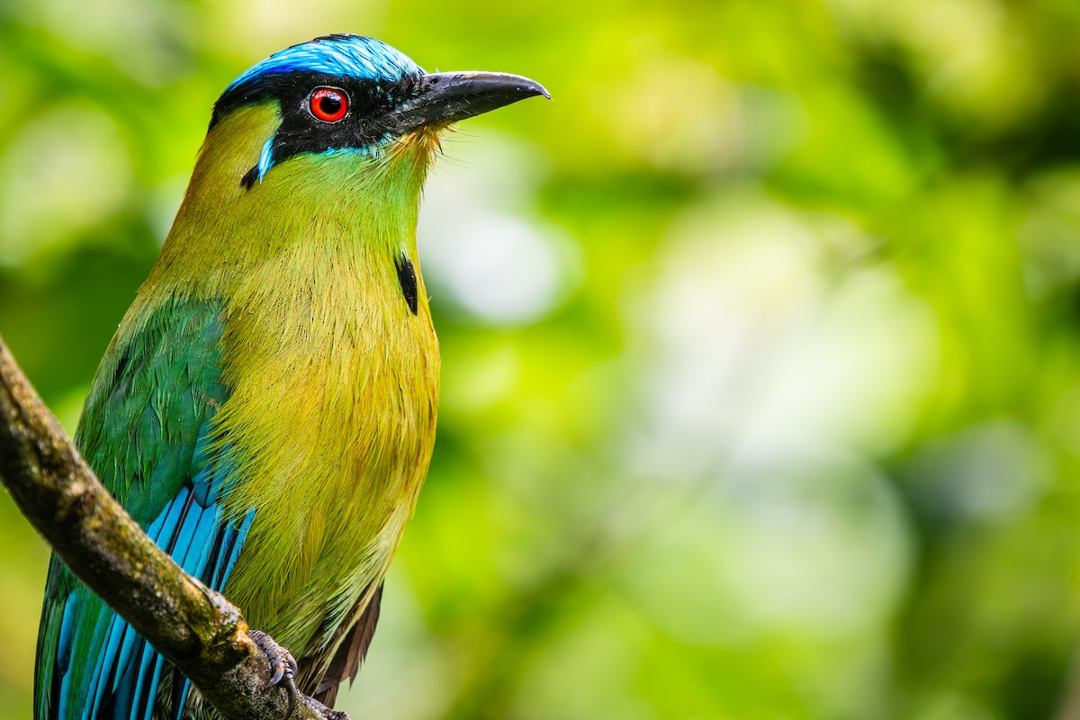 Andean Motmot - ML647301160