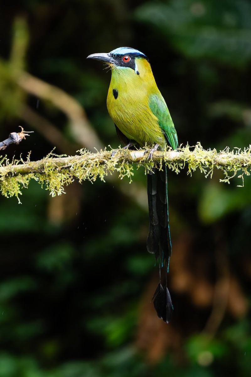 Andean Motmot - ML647301161