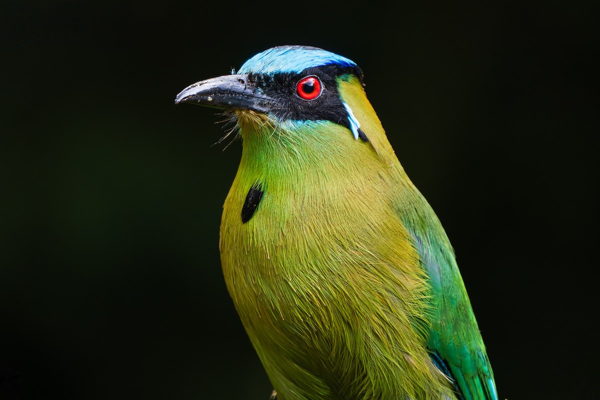 Andean Motmot - ML647301162