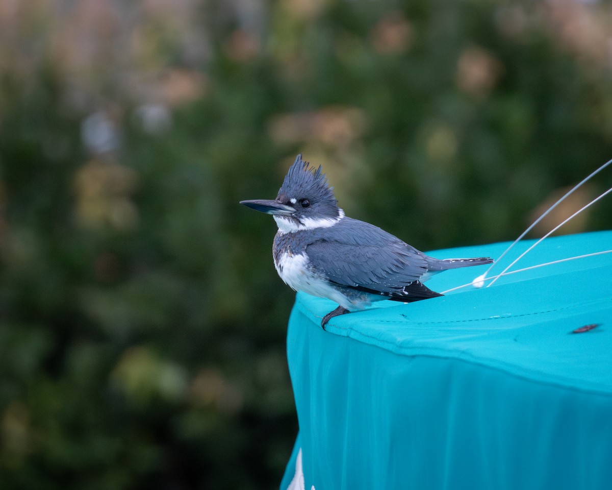 Belted Kingfisher - ML647301163